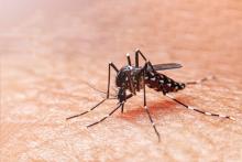 La huasteca de Hidalgo reporta 287 casos de dengue.