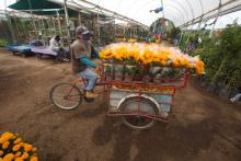 Aumentará siembra de flor de cempasúchil a 2 mil 448 hectáreas para el Día de Muertos en México