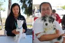 Hoy, esterilización gratuita de mascotas en Rincón de Romos