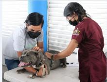 Hoy, esterilización gratuita de mascotas en San Antonio, Tepezalá
