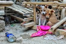 Animales Callejeros