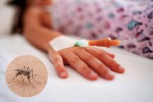 Dengue causa la primera víctima mortal en Guanajuato, un niño de seis años