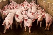 Reino Unido confirma el primer caso de gripe porcina en un ser humano