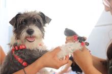 Hoy, esterilización gratuita de mascotas en Pabellón de Arteaga 