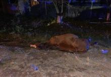 muerto caballo