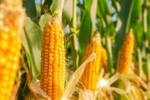 Prevén aumento del 28% en importaciones de maíz amarillo para 2024 en México