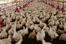 México levanta restricciones por gripe aviar en Sonora