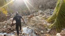 60 cadáveres de perros enterrados en lodo tras el paso de Otis en Guerrero