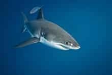 ¡Otro mas por un tiburón! Pescador pierde la vida por ataque de tiburón blanco