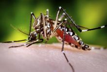 Mosquito del dengue 
