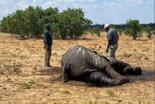 Elefantes mueren de sed en Zimbabue por la Sequía asociada al Cambio Climático