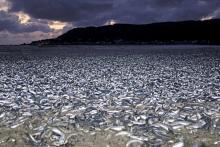 Agua radiactiva provocaría la muerte de toneladas de peces en Fukushima