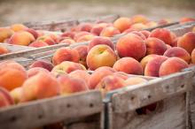 Emite Cofepris alerta sobre posibles frutas importadas contaminadas por bacterias