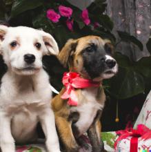 Cachorros que se regalen en Navidad serán abandonados en unos meses