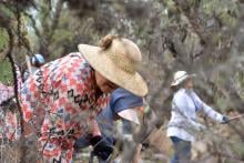 Invitan a emplearse de manera temporal con labores de desmalezado