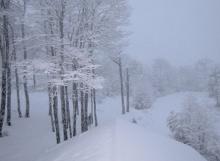 Paisaje nevado 