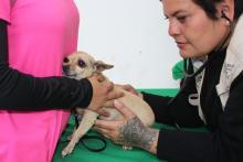 Este viernes se ofrecerá atención veterinaria gratuita en la Línea Verde