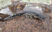 Salamandra tarahumara