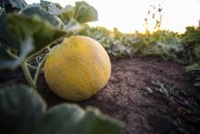 Descarta Sader vínculo de melón de Sonora con brote de salmonella en EE. UU. y Canadá