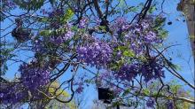 La primavera tiñe las calles de Aguascalientes con el color lila de las Jacarandas