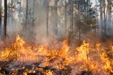 24 estados del país sufren 147 daños naturales por los incendios.