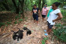 Denuncian la muerte de decenas de monos aulladores por calor extremo en Tabasco y Chiapas