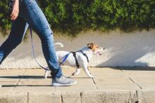 Cuidados indispensables para pasear a mascotas en temporada de calor