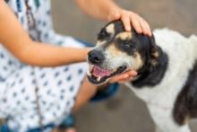 Refugio para animales responde ante petición de “hacer más” por animales en situación de calle