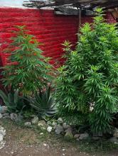 marihuana 