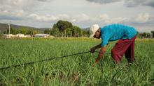 Cultivos en el campo