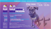 Caravana de la Salud Canina y Felina