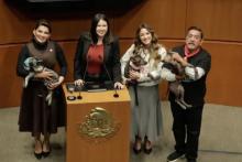 Senado aprueba por unanimidad la reforma para la protección de animales.