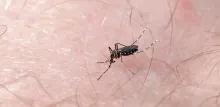 Dengue en el estado