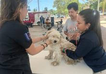 Atención de perros