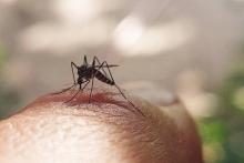 Comienzan a disminuir casos de dengue por temporada de frío: ISSEA