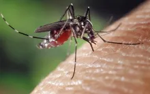 Dengue en Aguascalientes 