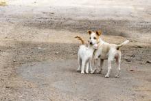 Ángeles con Patitas organiza colecta navideña para ayudar a perritos y gatitos callejeros