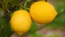 Limones 