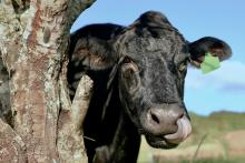 Vaca 