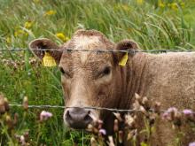 Vaca 