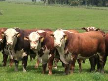 Vacas 