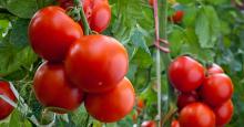 Tomate mexicano