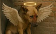 La perrita tuvo que ser sacrificada al presentar una herida que le dejó sin la mitad de la cabeza