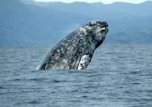 Ballena gris 