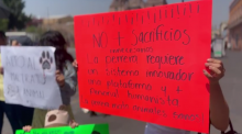 Manifestación contra el matrato animal en Aguascalientes 