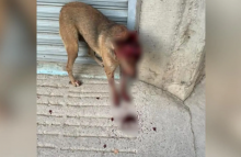 Loba, perrita agredida en Calvillo 