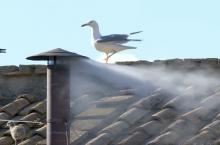 Humo blanca