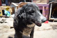 Busca PVEM se legisle contra zoofilia, abandono y maltrato animal para junio