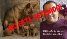 No fue con un machete, dice que fue con un hacha al ver que la perrita tenía en el hocico a uno de sus gallos
