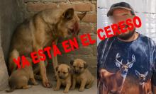 Consideró que era un peligro para otros animales el dejarlo en libertad y le impuso la medida cautelar 